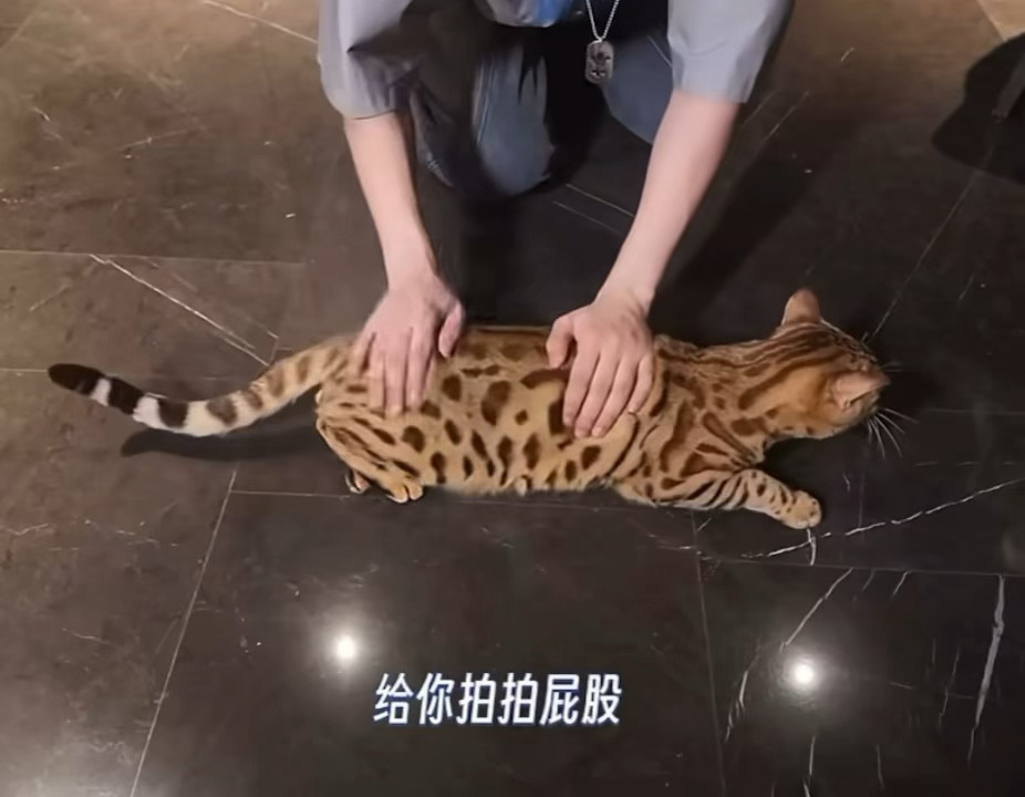 这猫悬垂腹猎豹