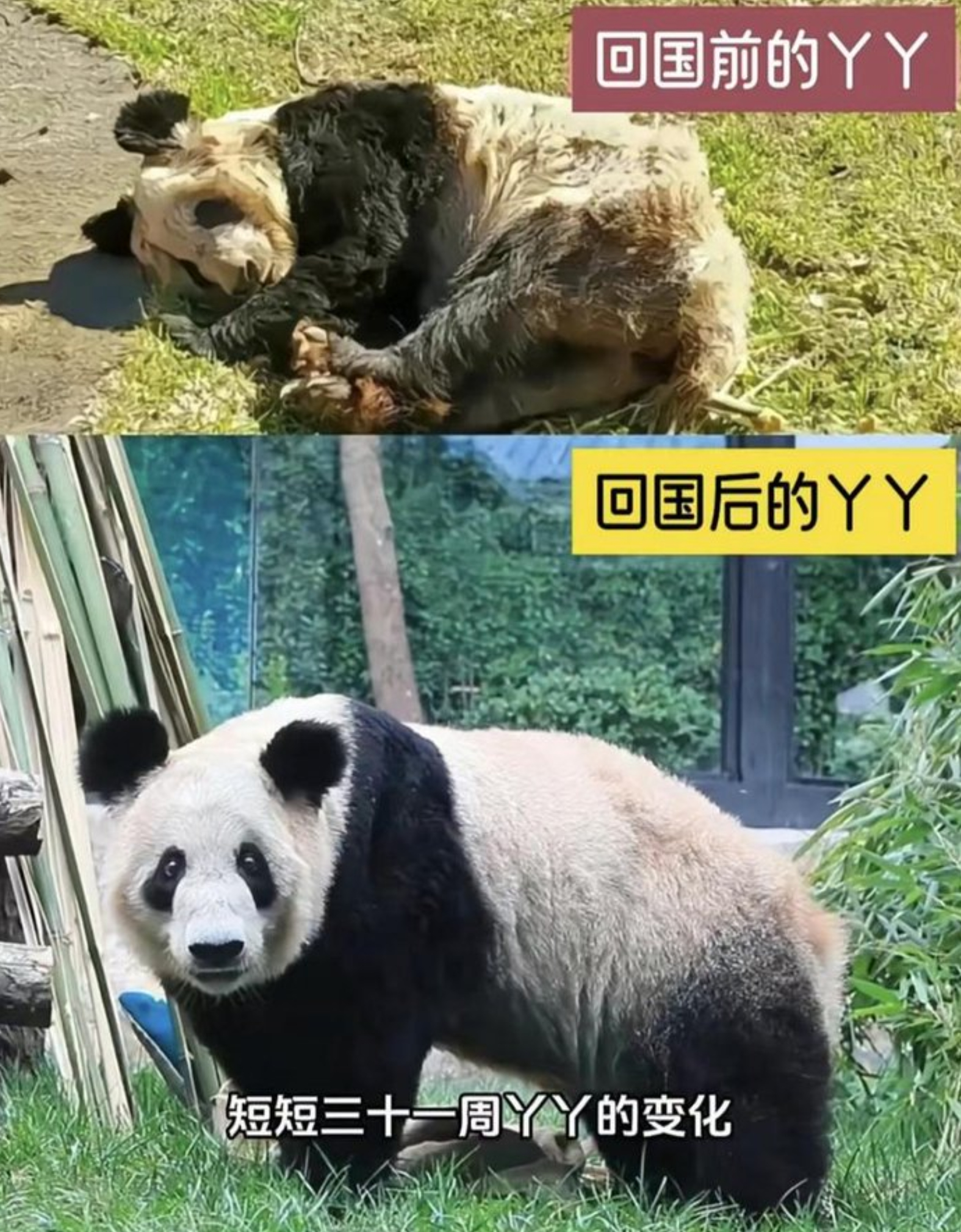 丫丫回国前和回国后 ​​​
