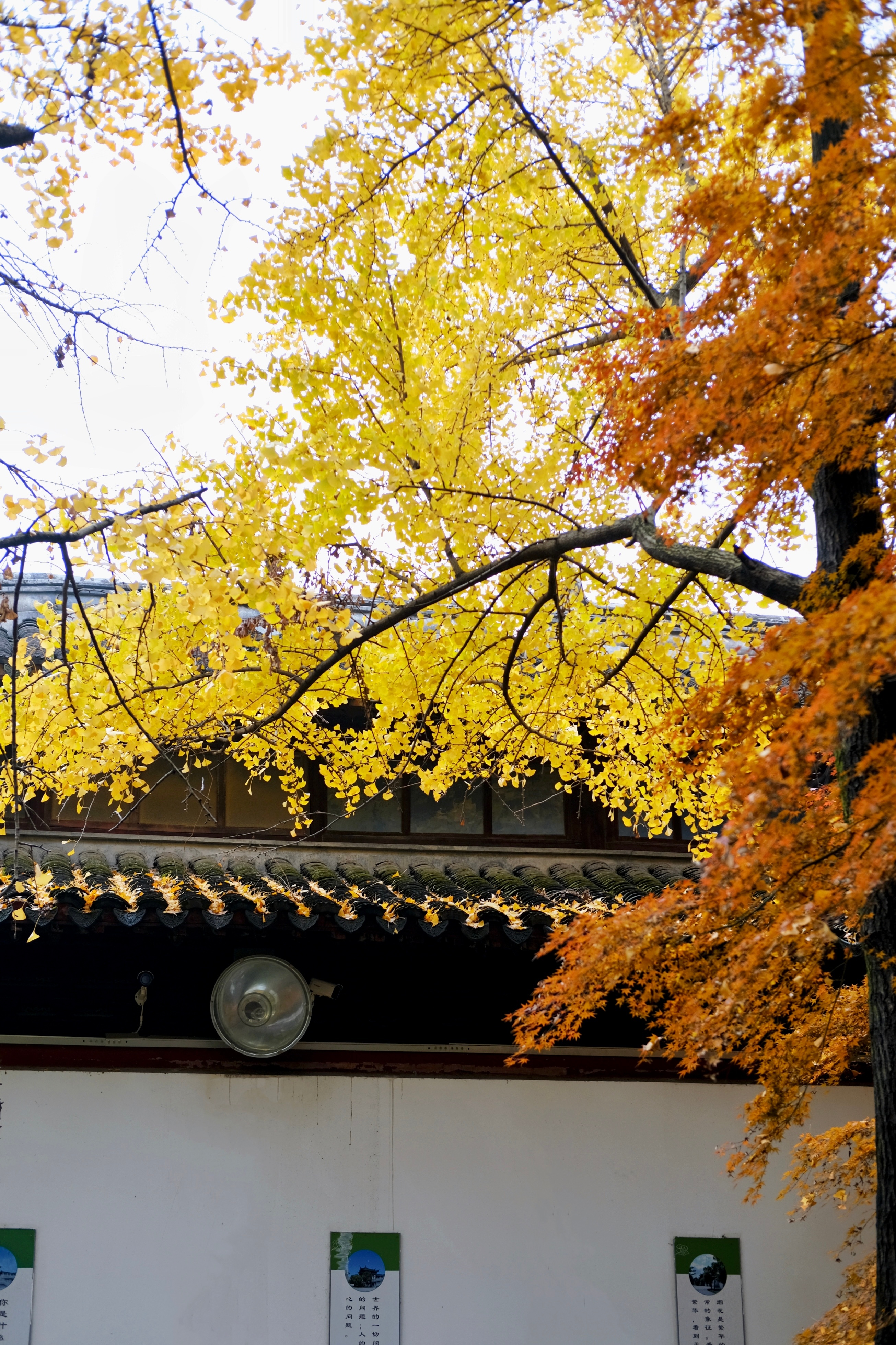 秋风落叶入江南🍂  ​​​