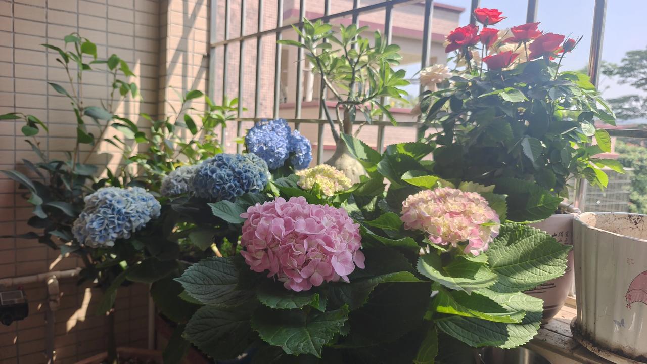 ，什么花都行