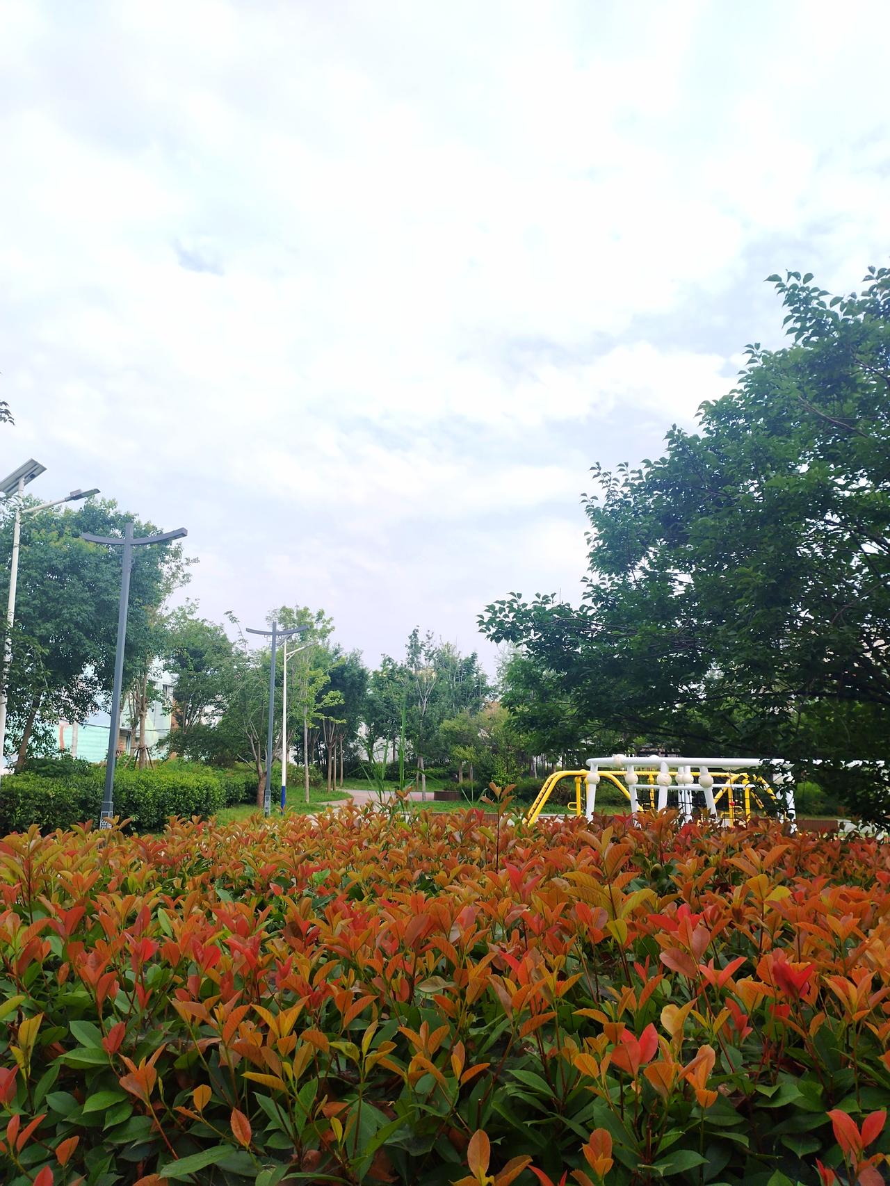 早晨起床洗漱后，就去千字文文化公园散步锻炼身体，看到初夏美景，拿起手机随手拍下夏