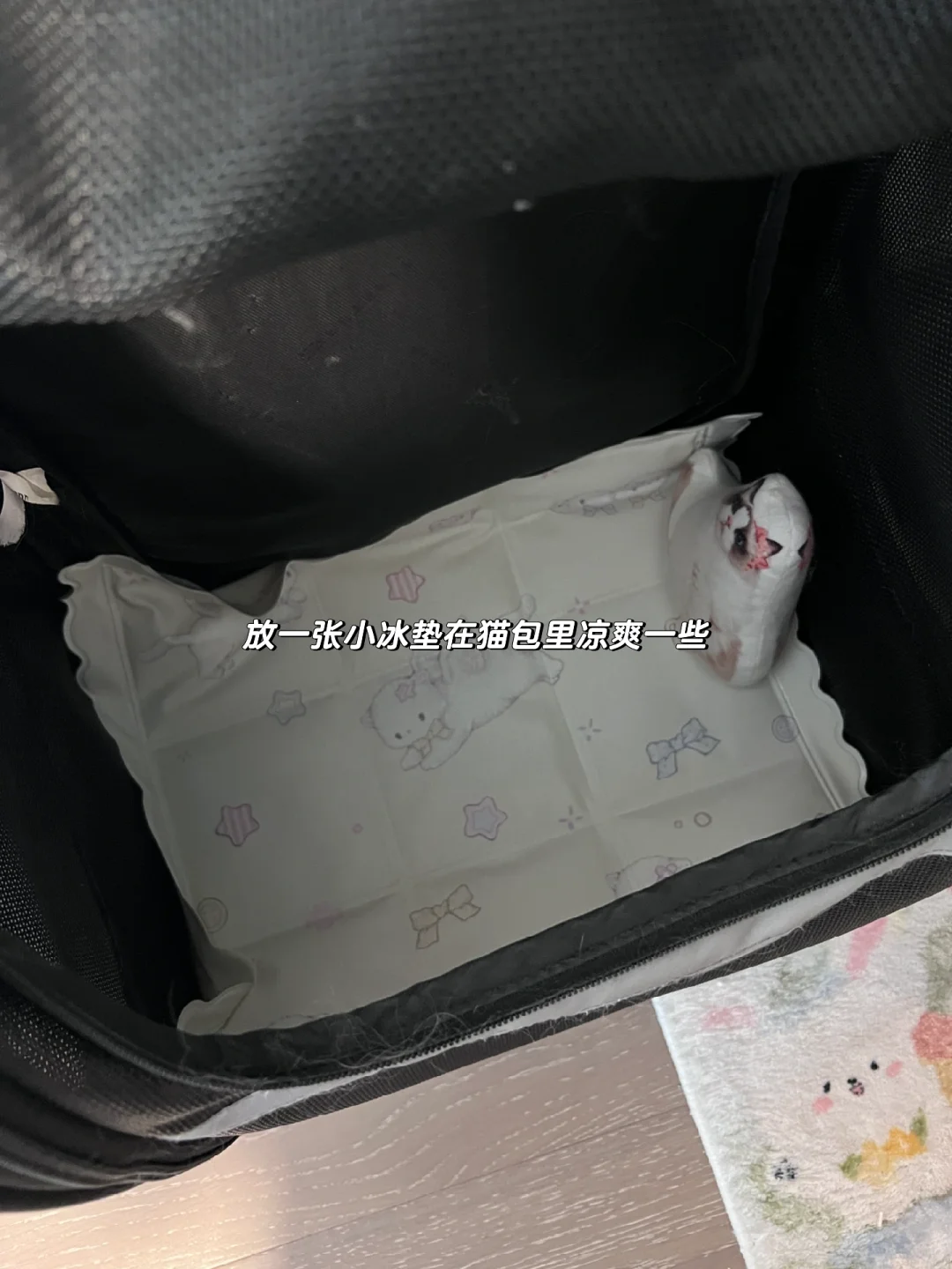 谁家小猫走丢了？