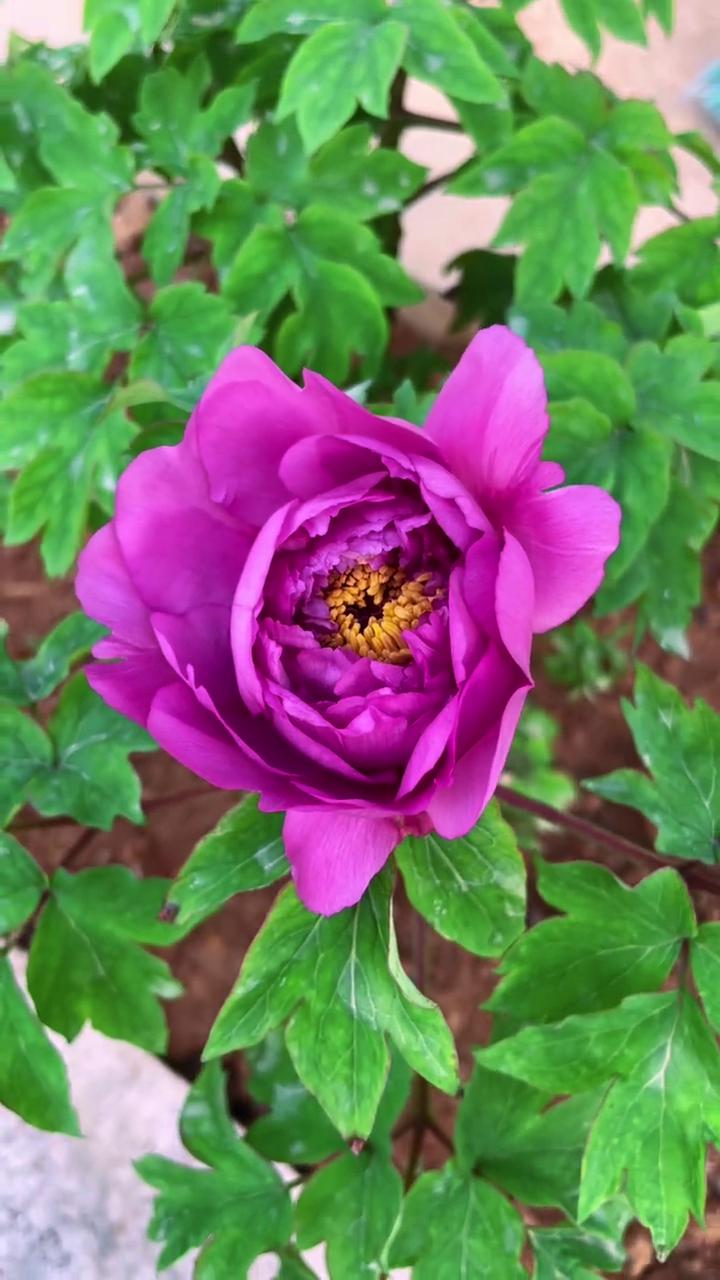 映山红、牡丹花。
牡丹花开了，映山红。