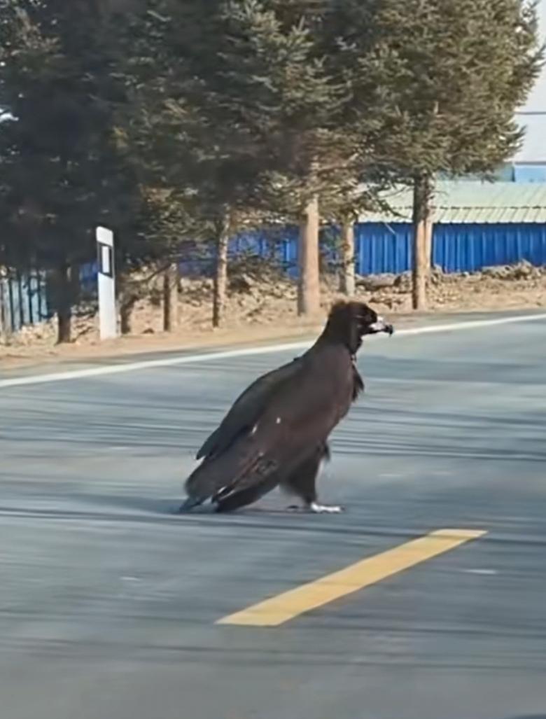 出现在国道珲春段的这只大鸟，就是我们东北的“座山雕”！

其实就是秃鹫，与乌鸦、