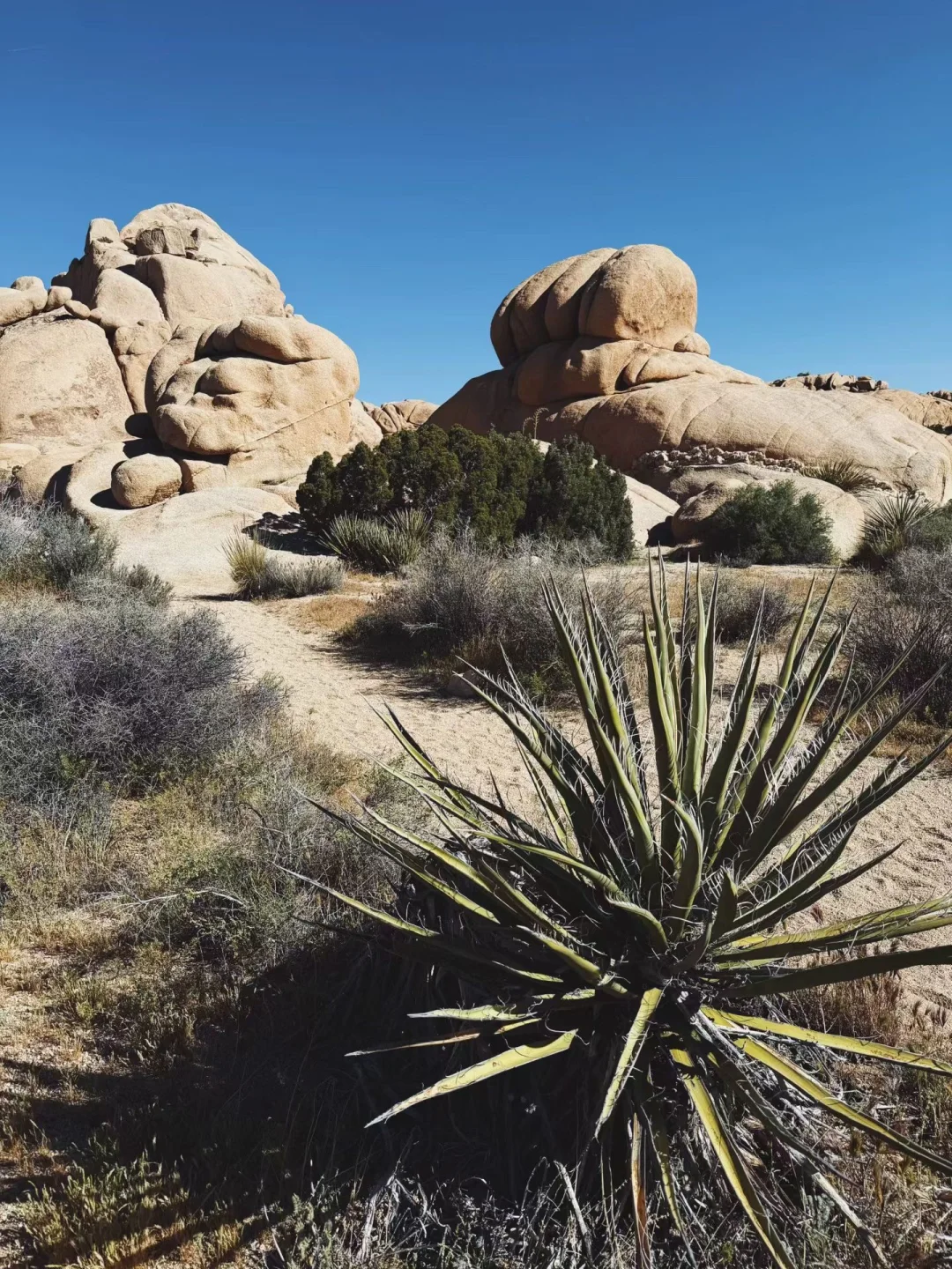 🌵约书亚树｜荒野巨石带来的无限生机