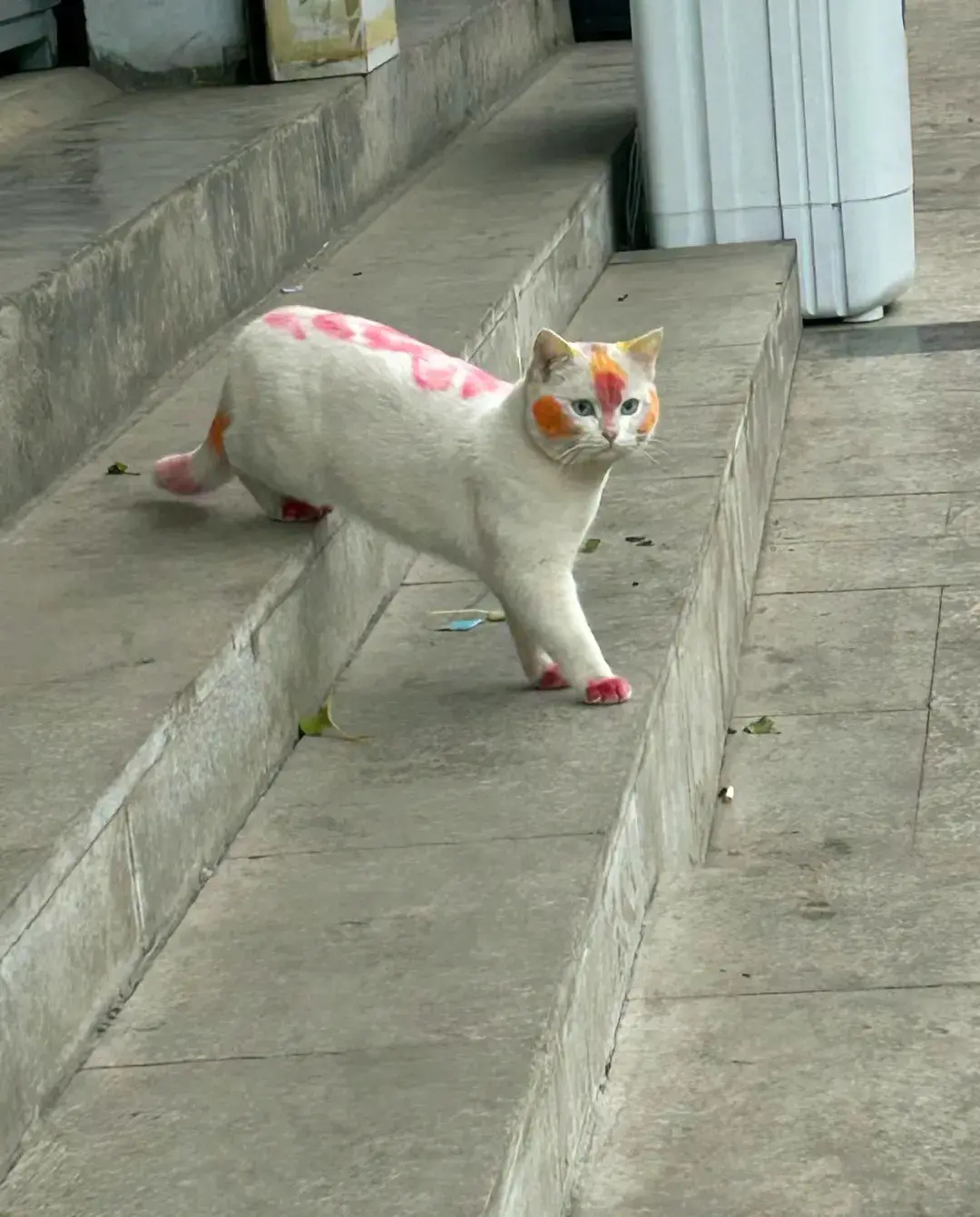 在村里闲逛突然蹦出来一只猫身上像是被人画了符文！ ​​​