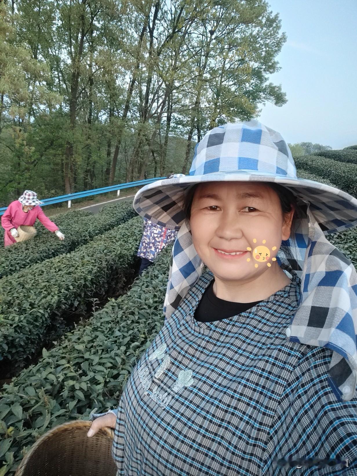 记录我采摘信阳毛尖的日子
今天农历二月二十五大睛天，昨天下雨，茶园湿漉漉的，上午