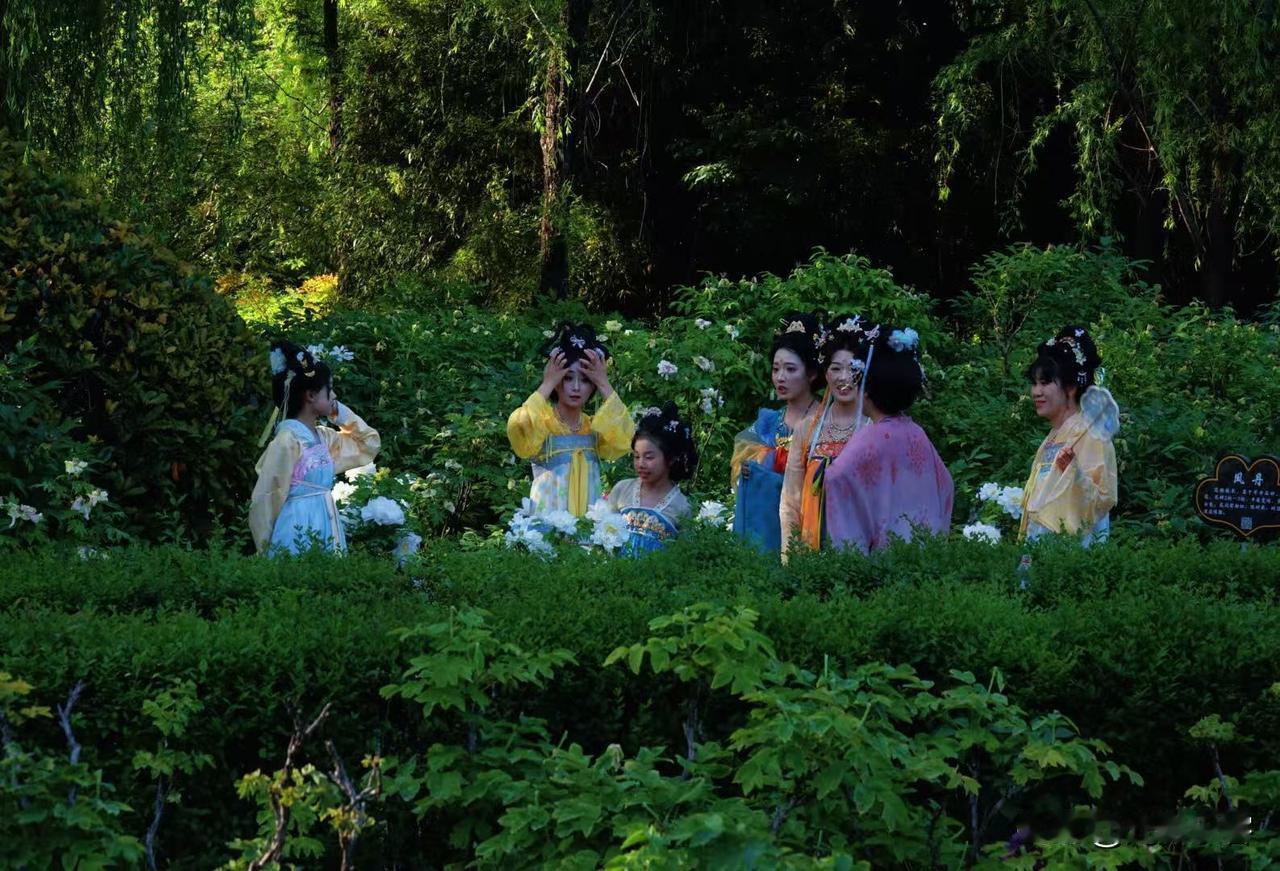 在洛阳欣赏牡丹，你可以遇到大量穿唐朝服装的美女群。如果迷迷糊糊一下，似乎是穿越到