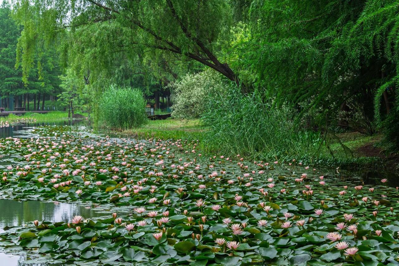 苏州虎丘湿地公园。苏州虎丘湿地公园