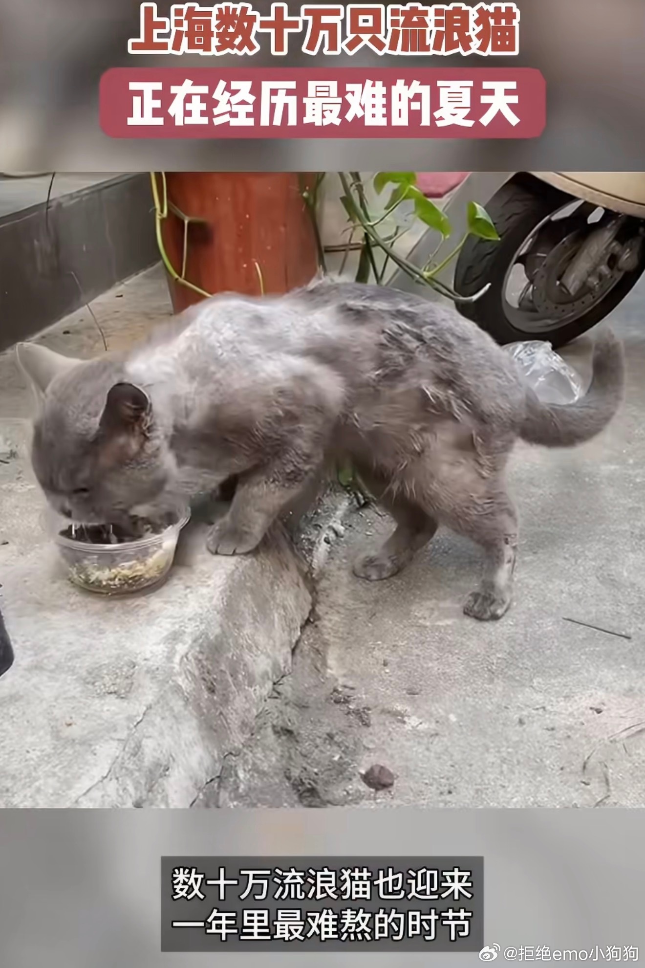 上海数十万只流浪猫正在经历最难的夏天 看着视频里小猫们在烈日下找水找吃的，真的特
