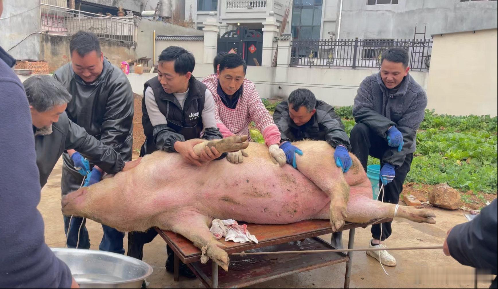 今年特意杀俩头肥猪。亲朋好友齐上阵，就图聚在一起热闹热闹 今年特意杀俩头肥猪。亲