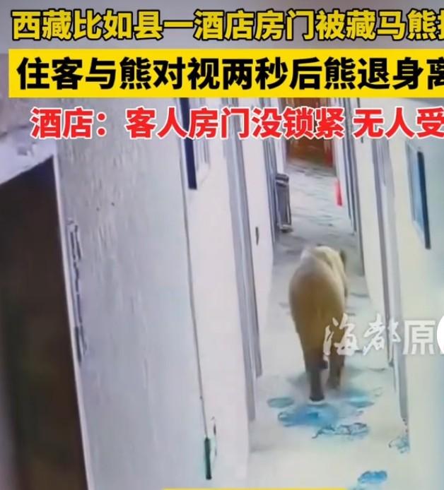 住酒店凌晨被藏马熊推开房门对视
 
7月4日清晨五点，西藏那曲比如县一间酒店上演