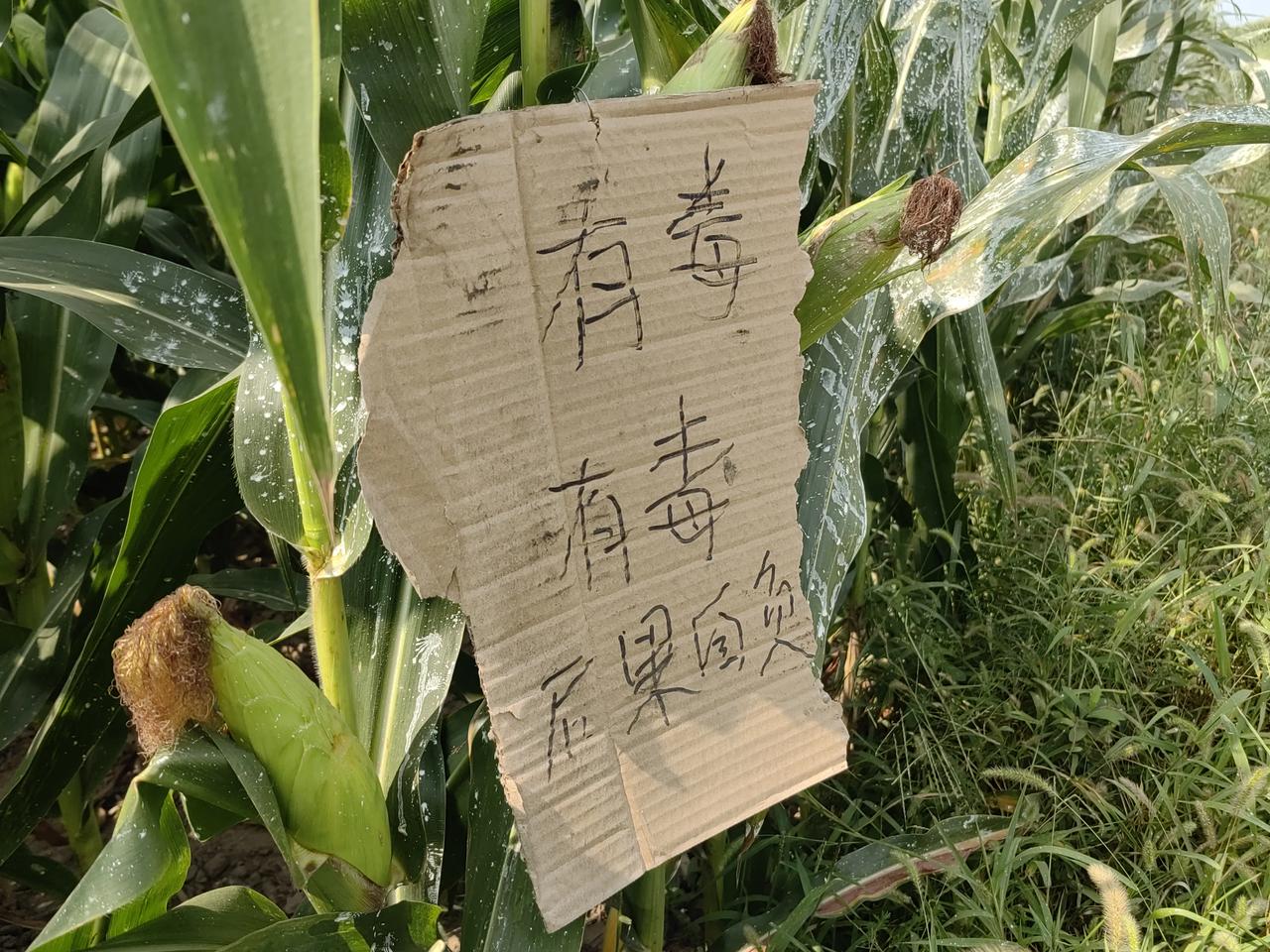 今天和老伴去地里转了一圈，看了看地里的棒子，长的都非常好，多亏老天爷下了一场透雨