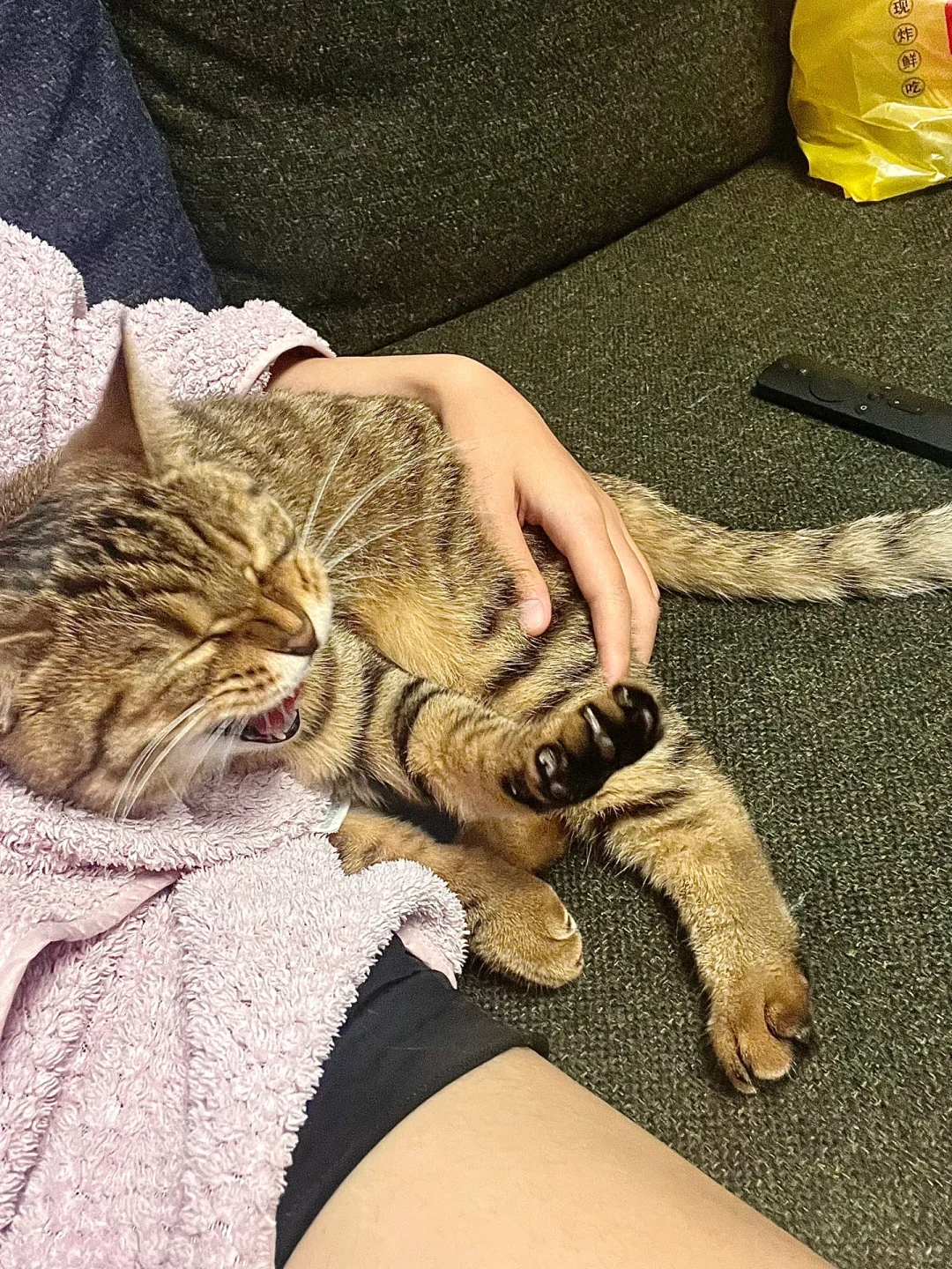 养猫人有自己的母慈子孝
