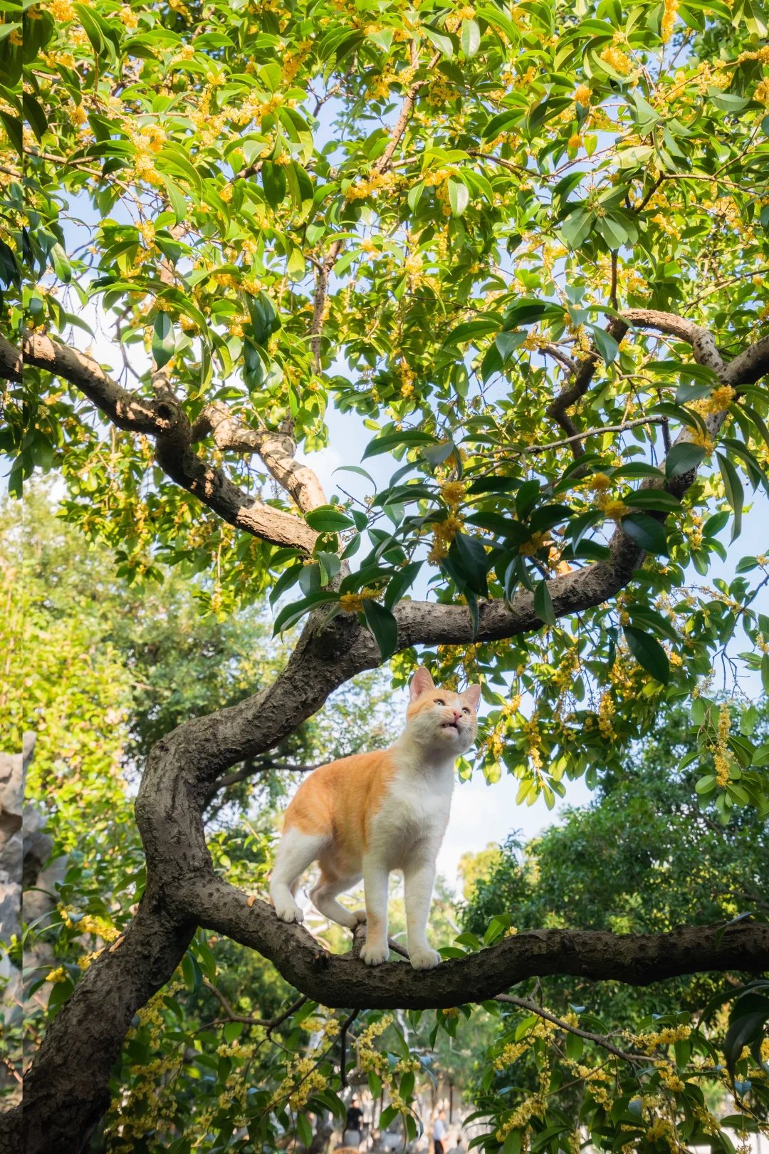 桂花树上小狸猫