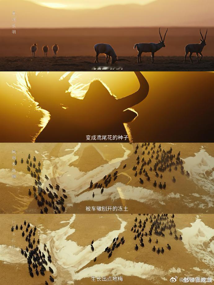 至此生命树已成艺术生命树的镜头语言真的太绝了！从枪管里的火药到鸢尾花的种子，从冻