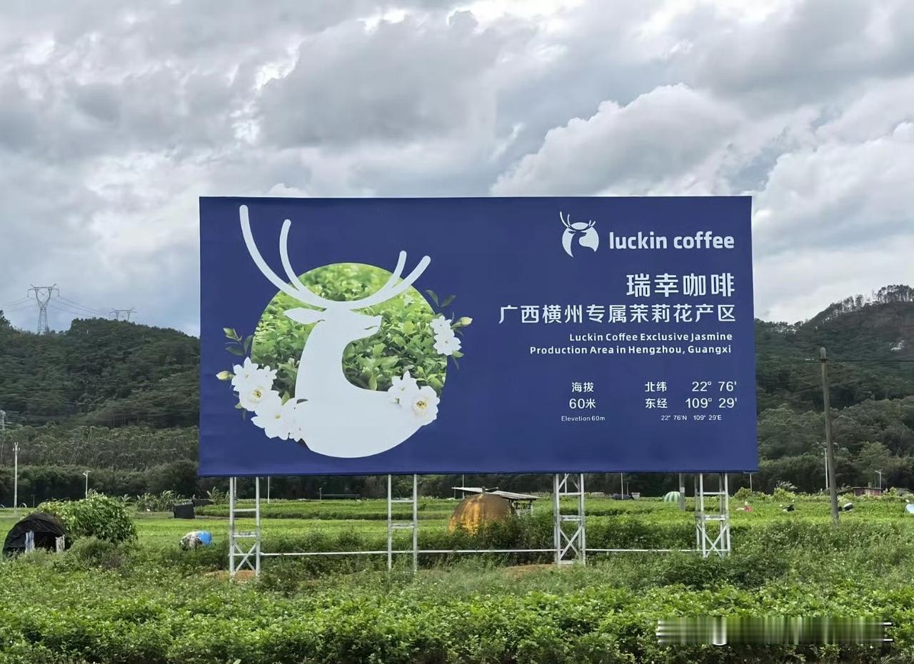 广西横州茉莉花产区，还是瑞幸咖啡的专属茉莉花产区，台风前的茉莉花海VS台风后的茉