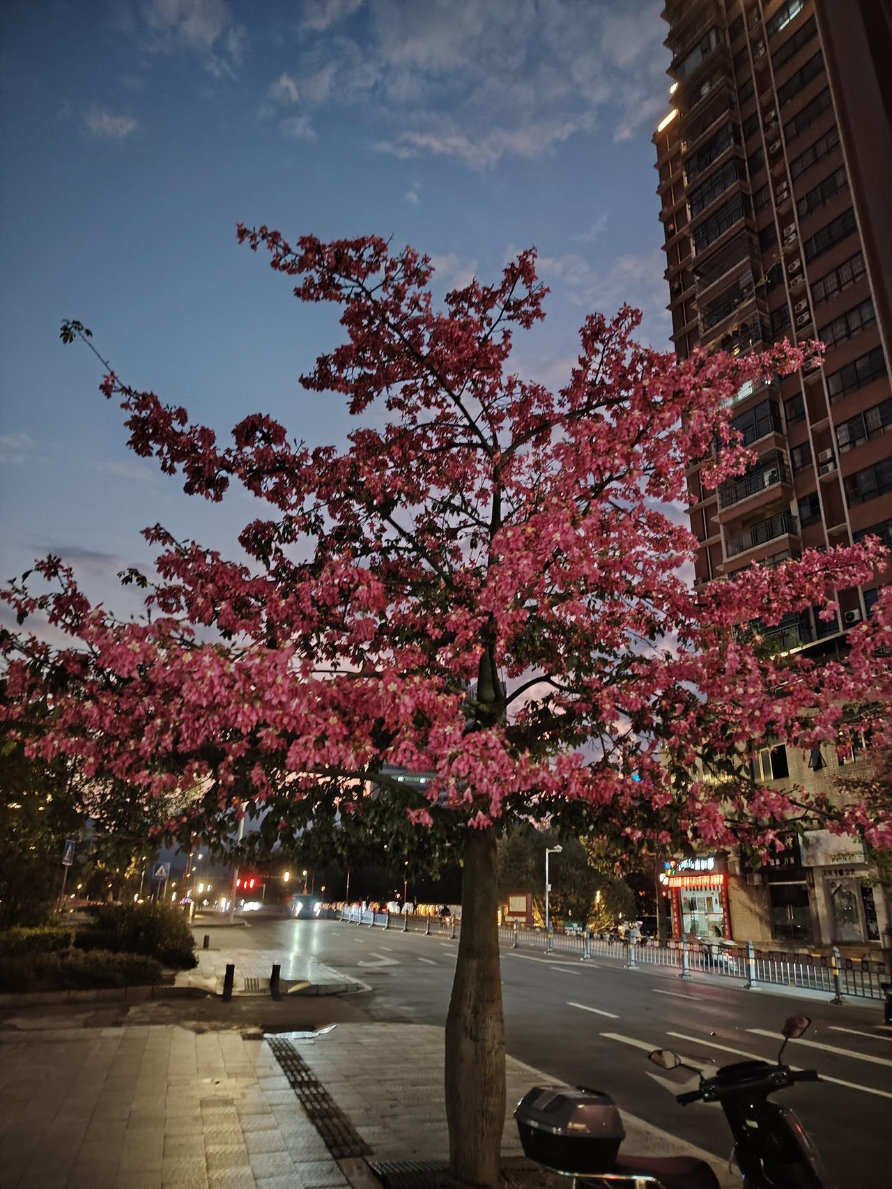 樱花树下，静谧夜晚，繁华都市的温柔一隅。
在繁华都市里，樱花树下的静谧夜晚，就是