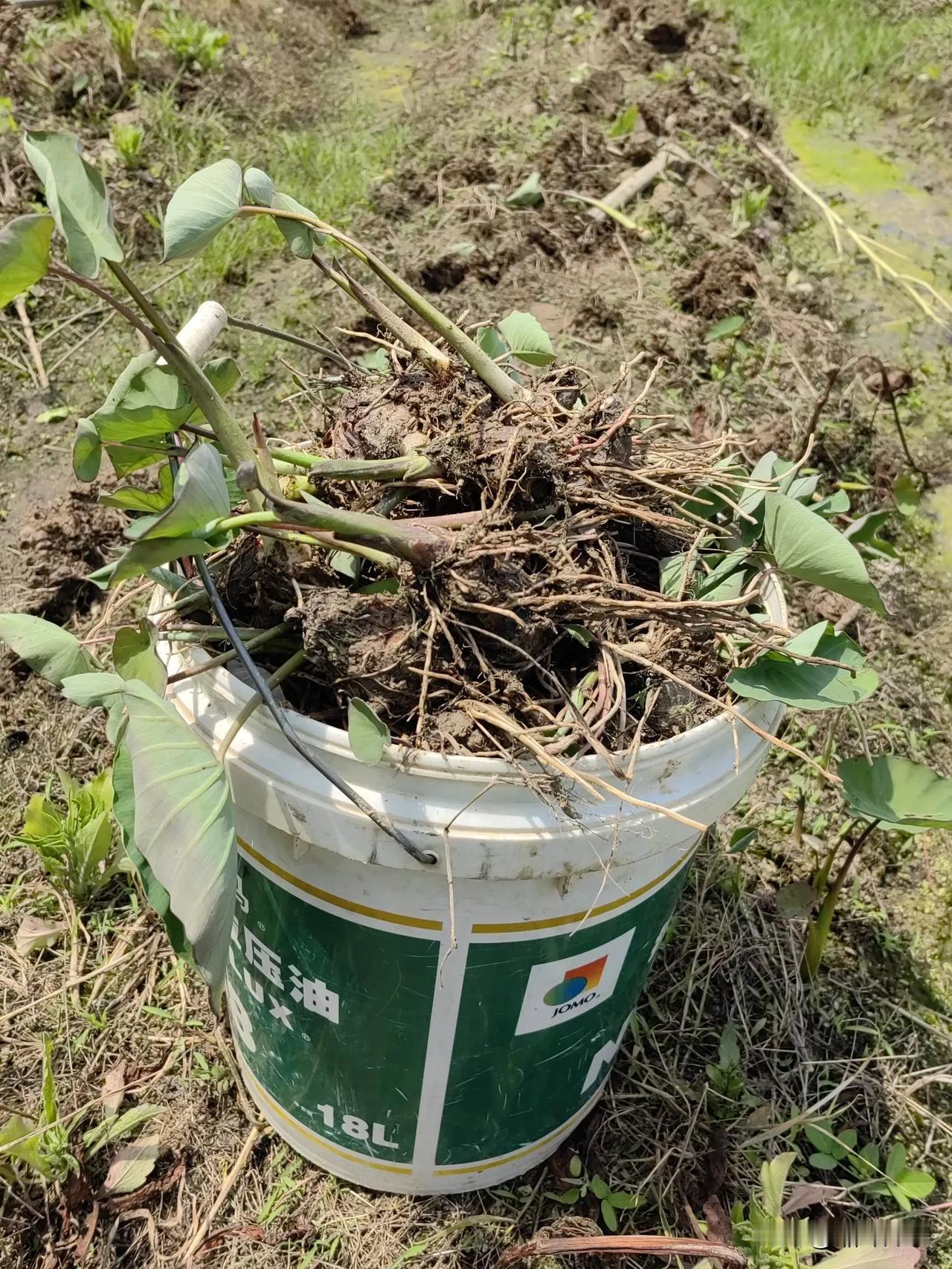 洋子家育的菜苗还有牛角辣椒、茄子，荔浦香芋种，目前只有这3个了，喜欢种植的朋友们