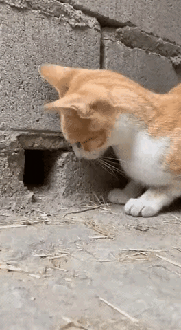 猫：等你好久了，再快也跑不出我的手掌心～