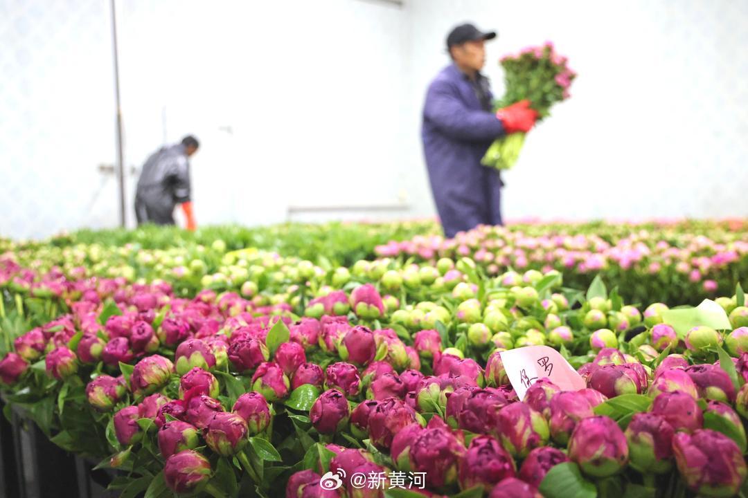 【#每卖10枝芍药就有6枝产在菏泽#】4月20日，山东盛世芍花智慧农业有限公司车
