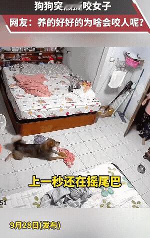 “万万没想到，怎么会突然这样！”

温顺可爱的宠物狗突然扑向女主人就是疯狂撕咬，