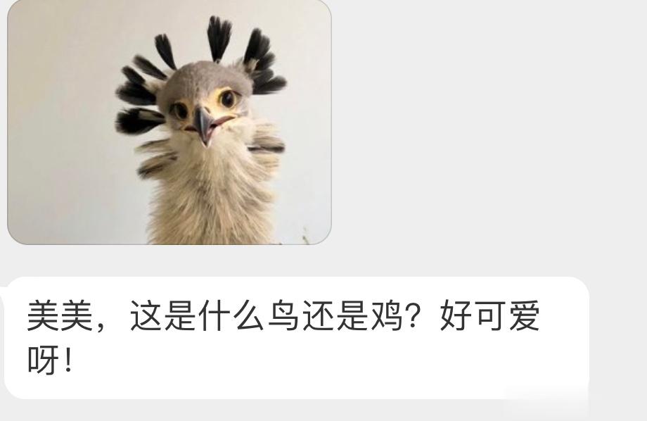 还没成年的蛇鹫宝宝👶🏻头顶像扎了好多小辫子 ​​​