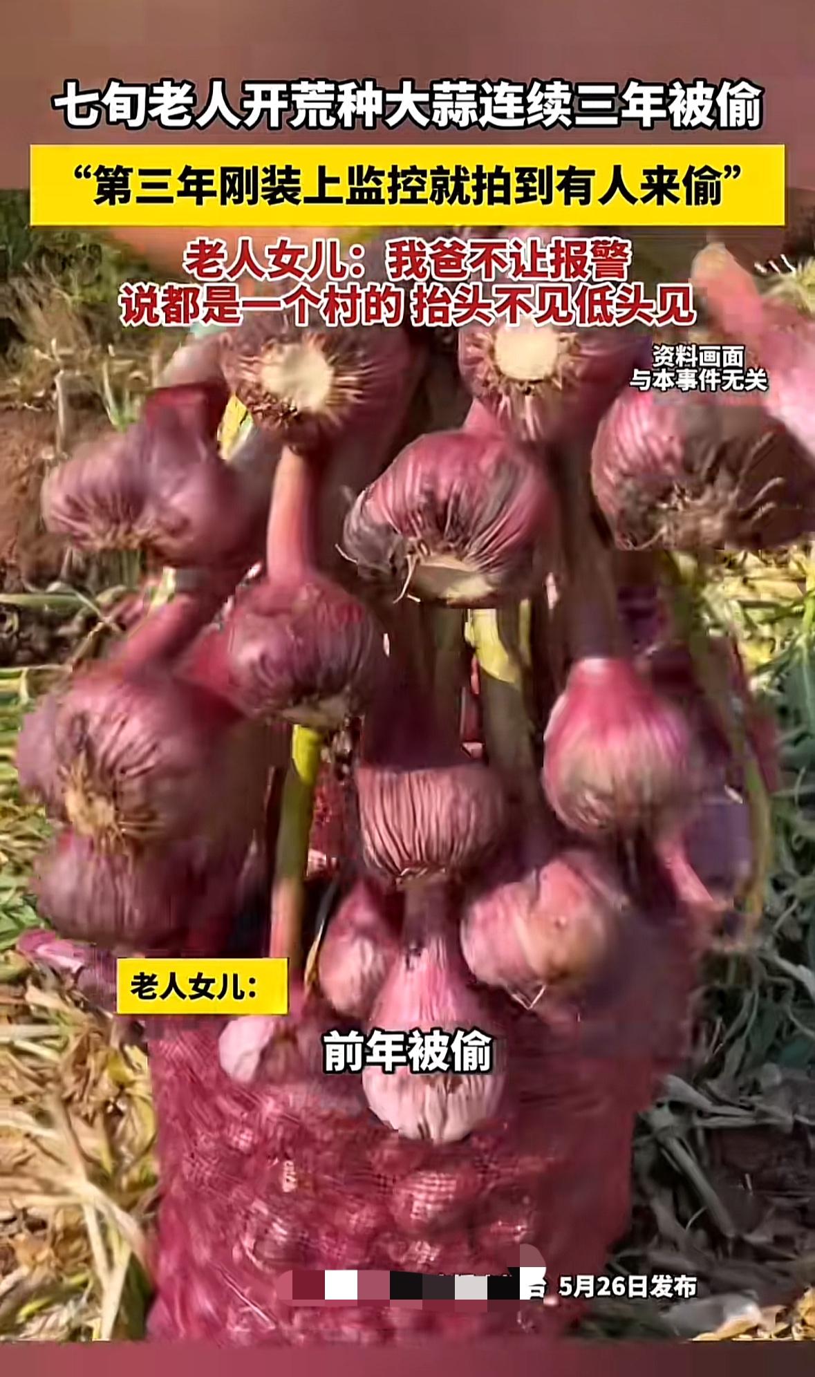 可恶！七旬老人开荒种大蒜居然连续被偷三年，还是同村的人偷的，第三年亲戚建议他们装
