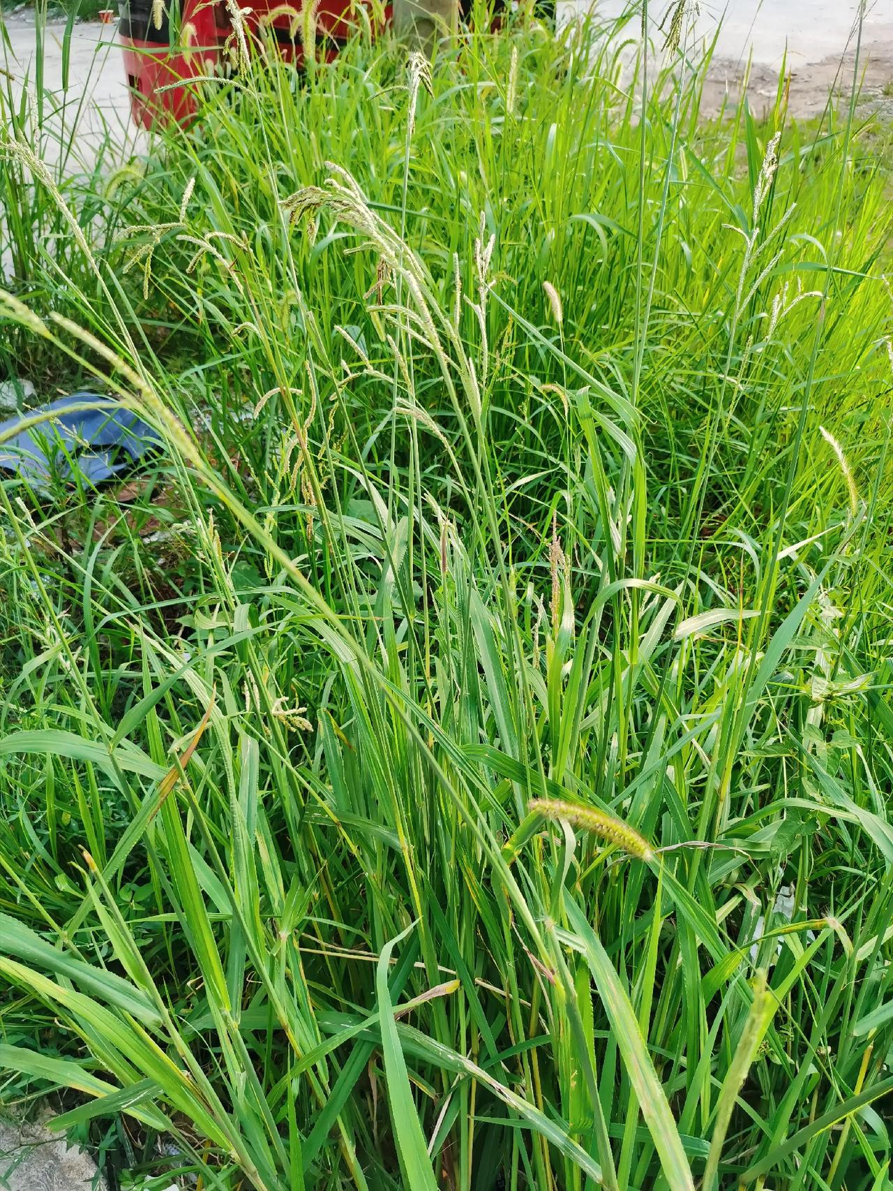 今天瞧见有人割这种常见的野草，无聊时问了一句，还发现了一门小学问，涨知识了！

