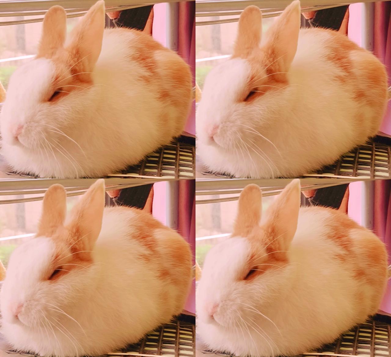 冬日生活打卡季不用上班打卡，晒晒太阳，昏昏欲睡，不愁吃喝，早晚有人铲屎，萌兔生活