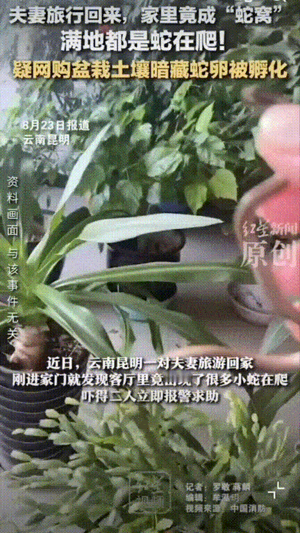 太吓人了！云南昆明，男子网购盆栽摆放家中后和妻子一起出门旅游一周，结果回来后刚进