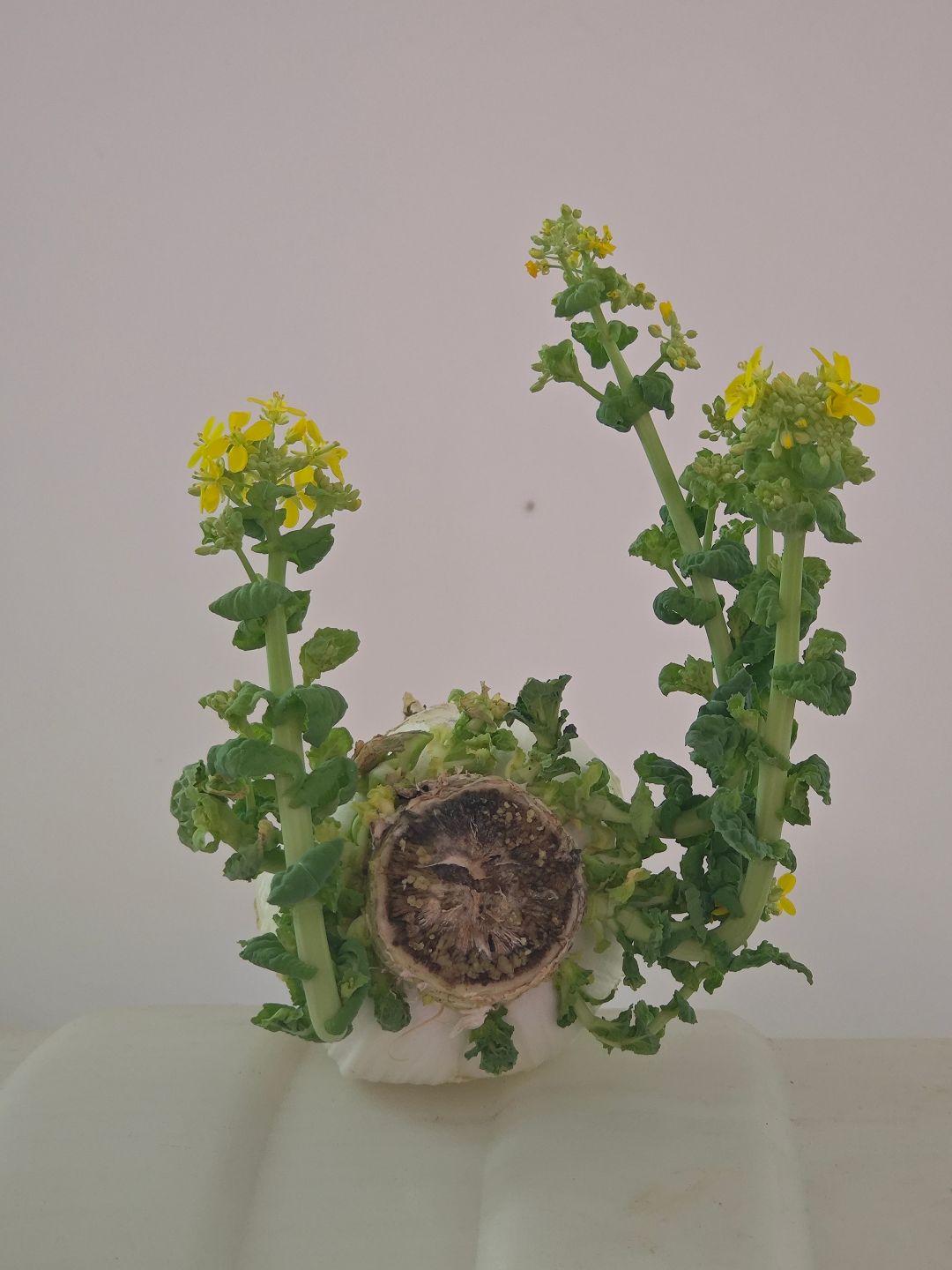 白菜花