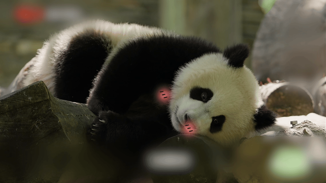 灿阳一家从神树坪搬家到雅安 喜好热闹的它，每天都牛劲十足，简直是精力旺盛。大熊猫