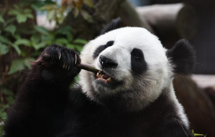 可爱动物当纽带！中俄约定，一起守护虎豹、熊猫与金丝猴。

动物没有国界，保护也不
