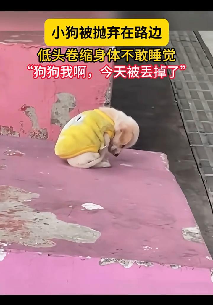 小狗被抛弃在路边，低头卷缩身体不敢睡觉。
狗狗我今天被丢掉了。