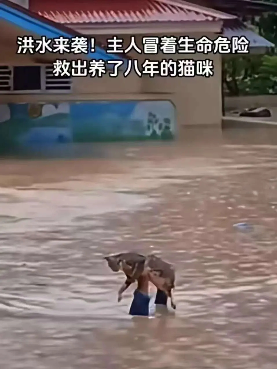 泪目了！一位大哥的家被洪水淹没了，他没有带出一样财物，而是冒着生命危险又回去救出