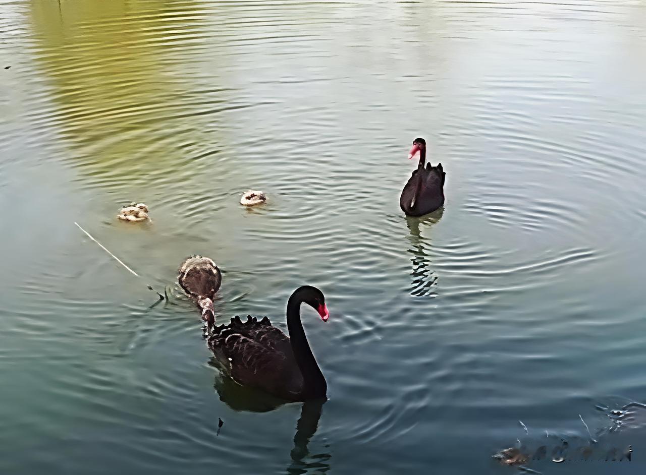 扬州宋夹城惊现天鹅宝宝🦢
 
萌翻全城！！
 
扬州宋夹城体育休闲公园新晋毛茸
