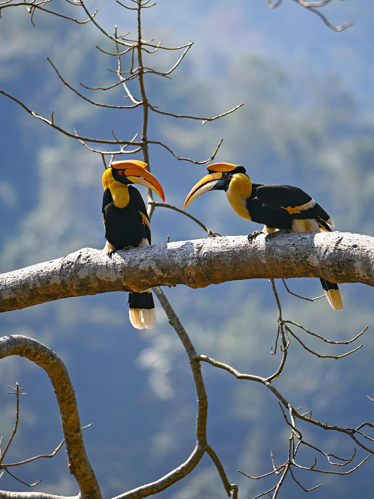 奇妙生物圈专业科普  |双角犀鸟：雨林里戴着“头盔”的大嘴明星🎭 在东南亚茂密