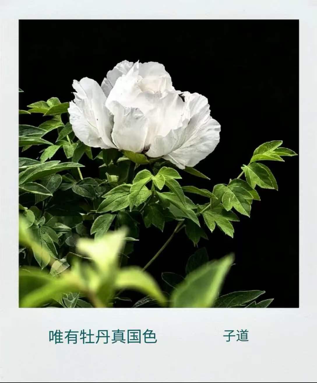 朋友善摄，万物皆可入镜。芙蓉国色，光与影，色与泽，美哉，观之喟叹也。天地大美而不