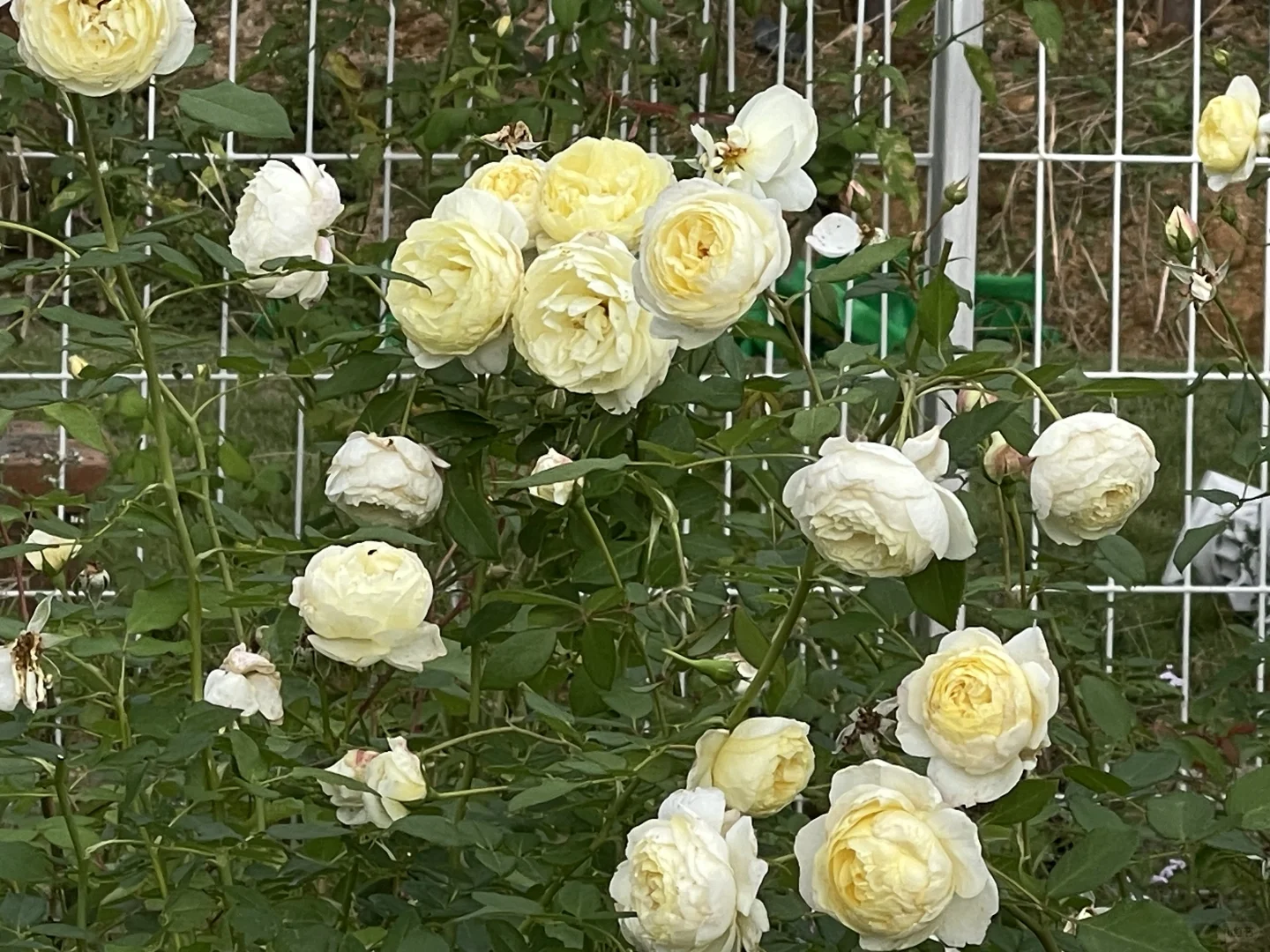 奥斯汀凡妮莎贝尔秋花