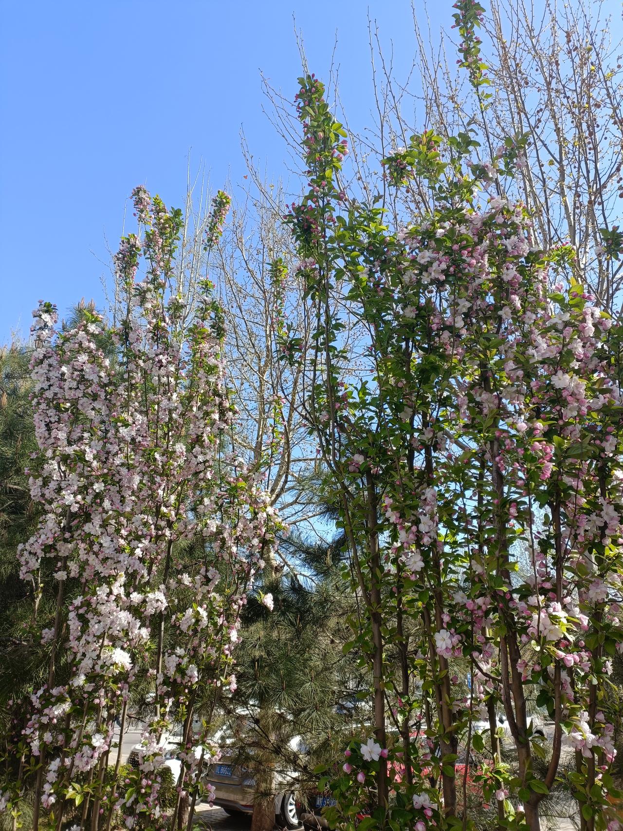 记录我的2026这花开的，一天一个样，有时看绽开的花就象要炸裂一样的开放