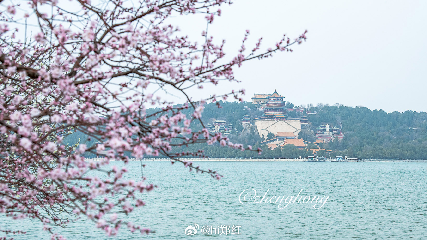 颐和园西堤春水桃花摄影 
