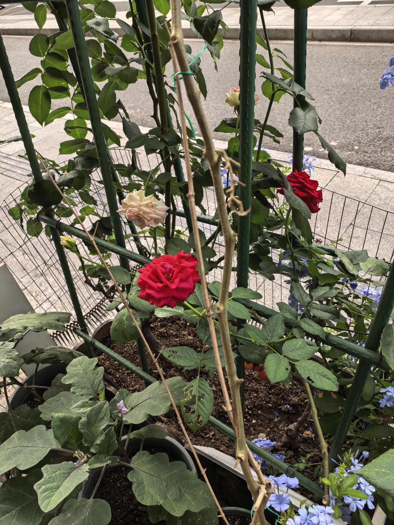 自己也曾栽培月季花，感觉易生病，养护有难度，后来放弃种植月季花了。