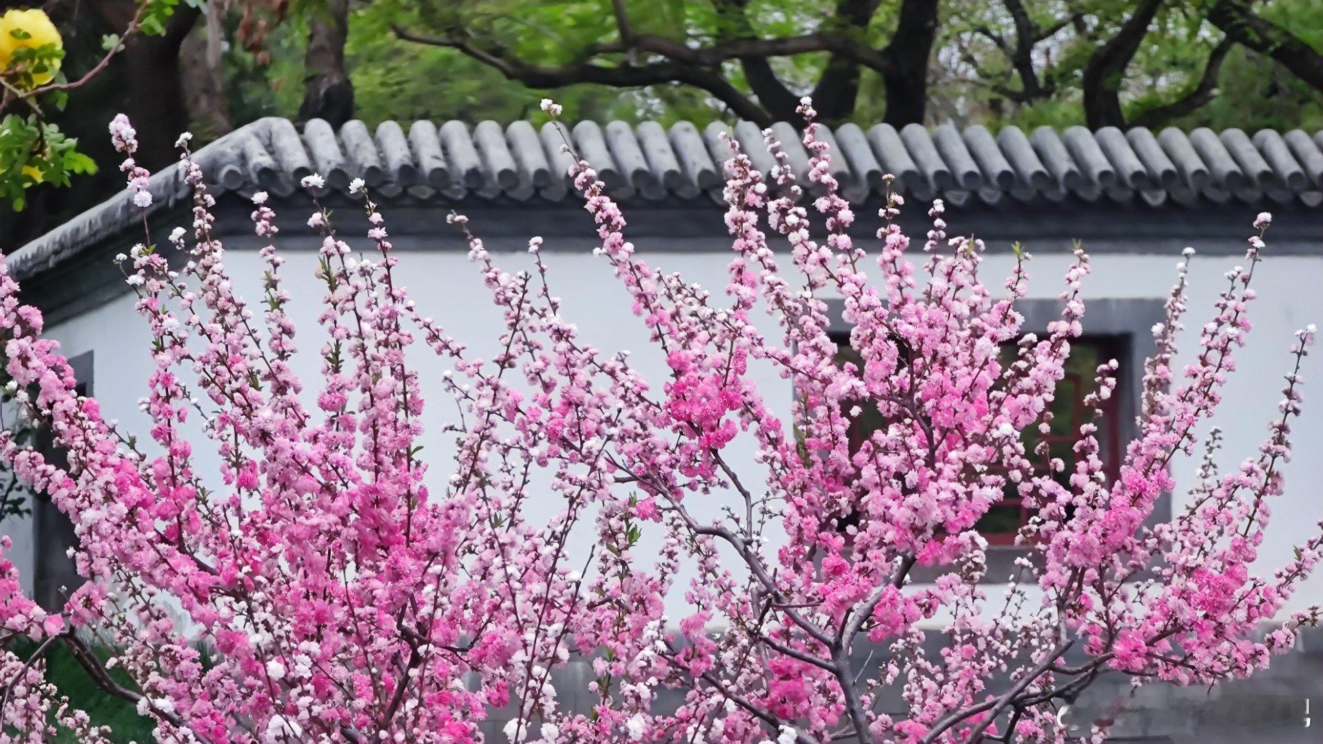 春天里的北京陶然亭公园，满园繁花  摄影​​​