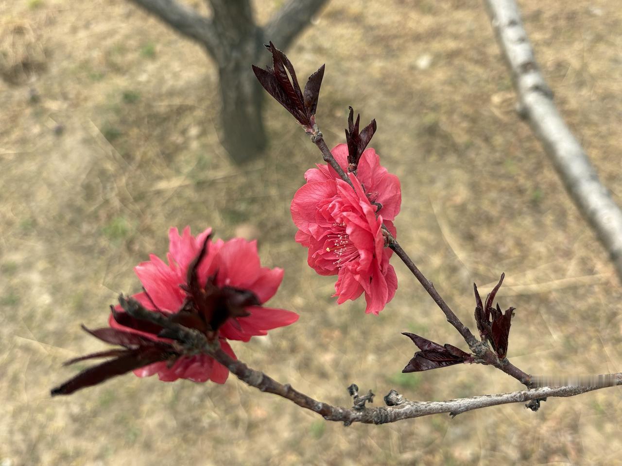 你看到过惺惺相惜，互相欣赏的姊妹花吗？我看到了，我给这张照片我的名字是：“相看两