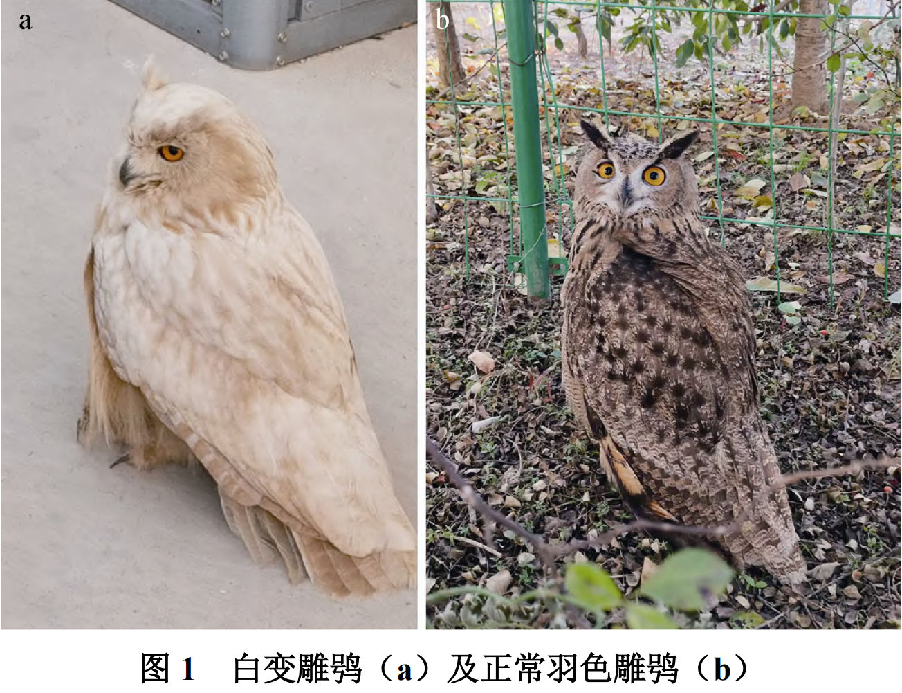 发现一只白变雕鸮！一种非常大型的猫头鹰。¹ 甘肃庆阳西峰区董志镇，中石油庆阳公司