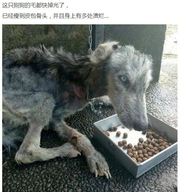 暖心小哥救下一只骨瘦如柴的狗狗，几个月后发现，原来是只哈士奇！[二哈]