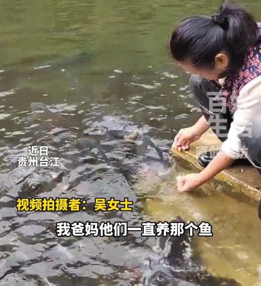 万物有灵！贵州台江一户人家，池塘里养着十几条鱼，其中几条已经陪伴了妈妈十多年。每