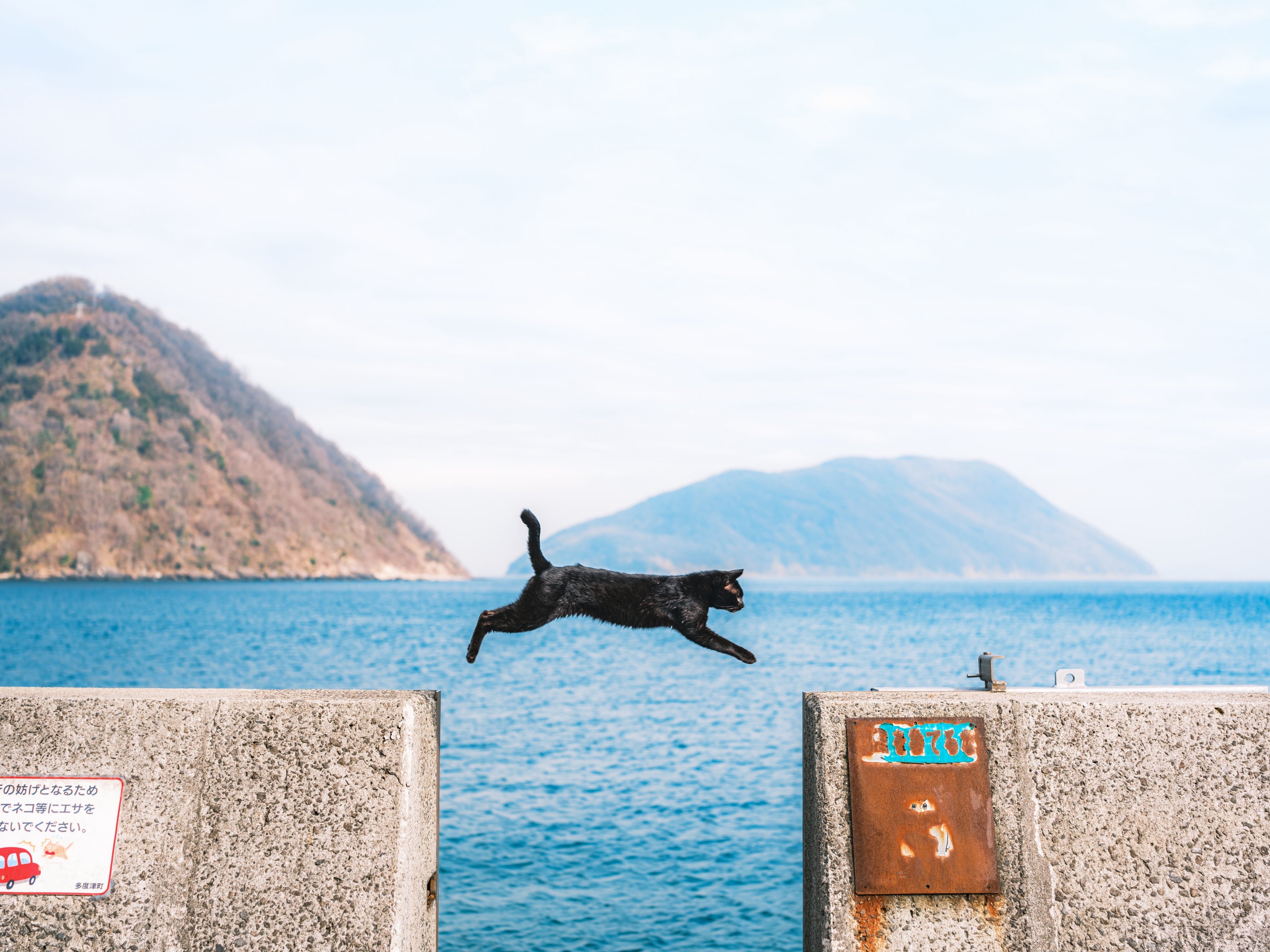 日本猫会飞 （图源：x.com