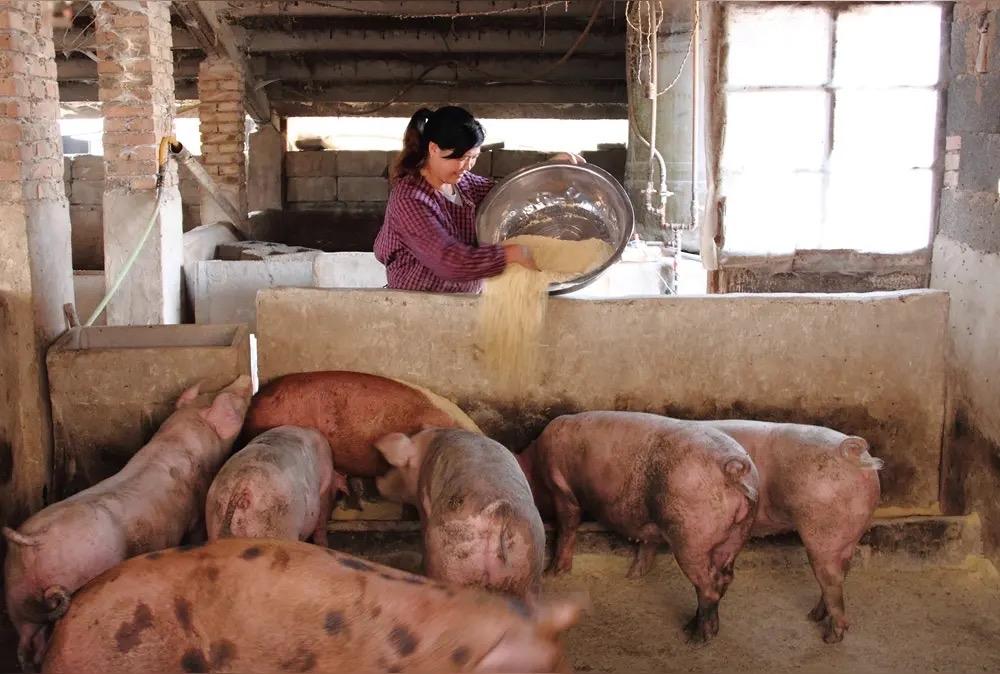 二姐去年养了二十头猪，你使劲猜猜，最多能赔了多少钱？

我要说出来赔钱的金额一定